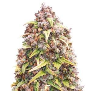 blueberry purple seeds 1.jpg