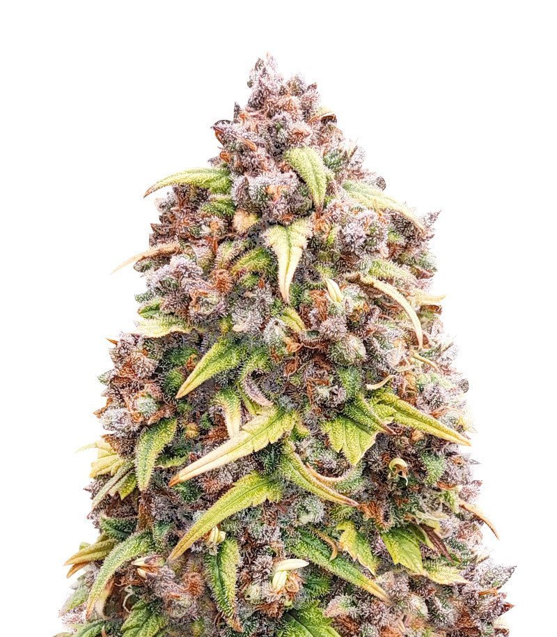 blueberry purple seeds 1.jpg blueberry purple seeds 1.jpg