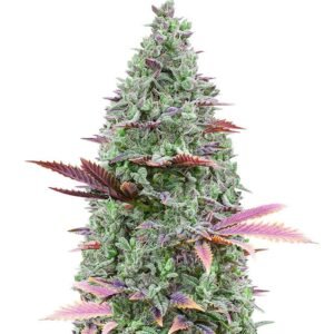 gorilla glue 4 1.jpg