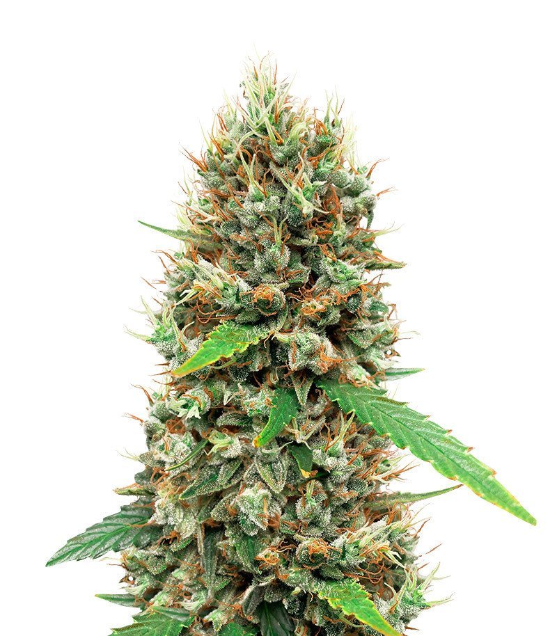 white widow auto strain 1.jpg white widow auto strain 1.jpg