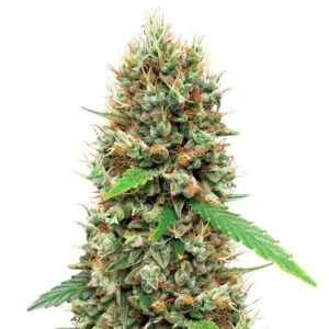 white widow auto strain.jpg