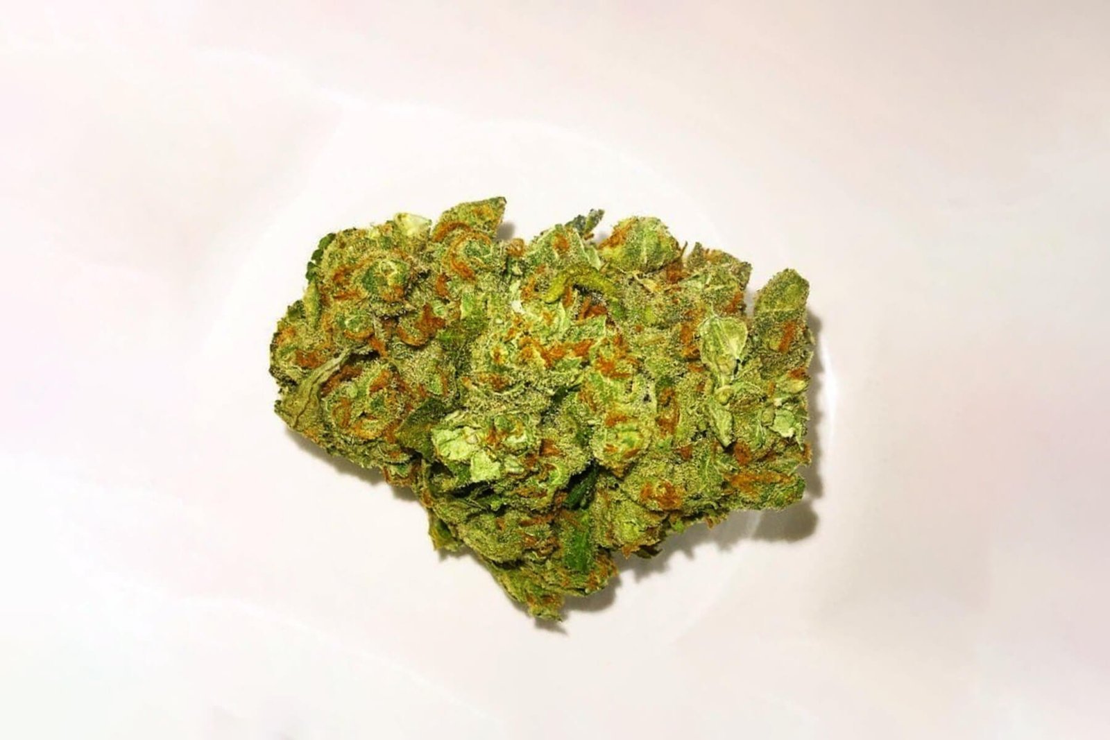 blue cheese strain picture 2.jpg blue cheese strain picture 2.jpg