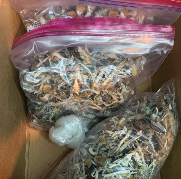 dried magic mushroom.jpeg dried magic mushroom.jpeg