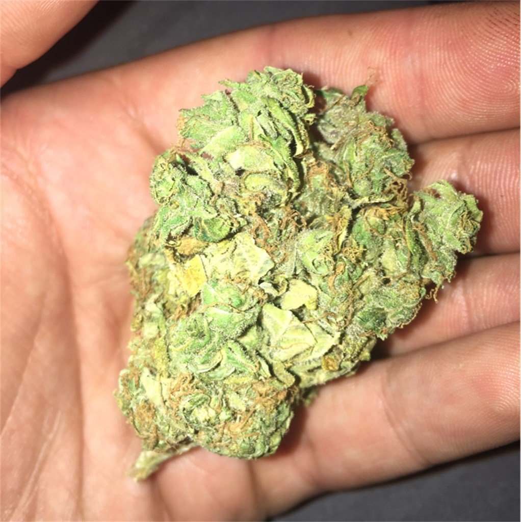 man holding banana kush strain.jpg man holding banana kush strain.jpg